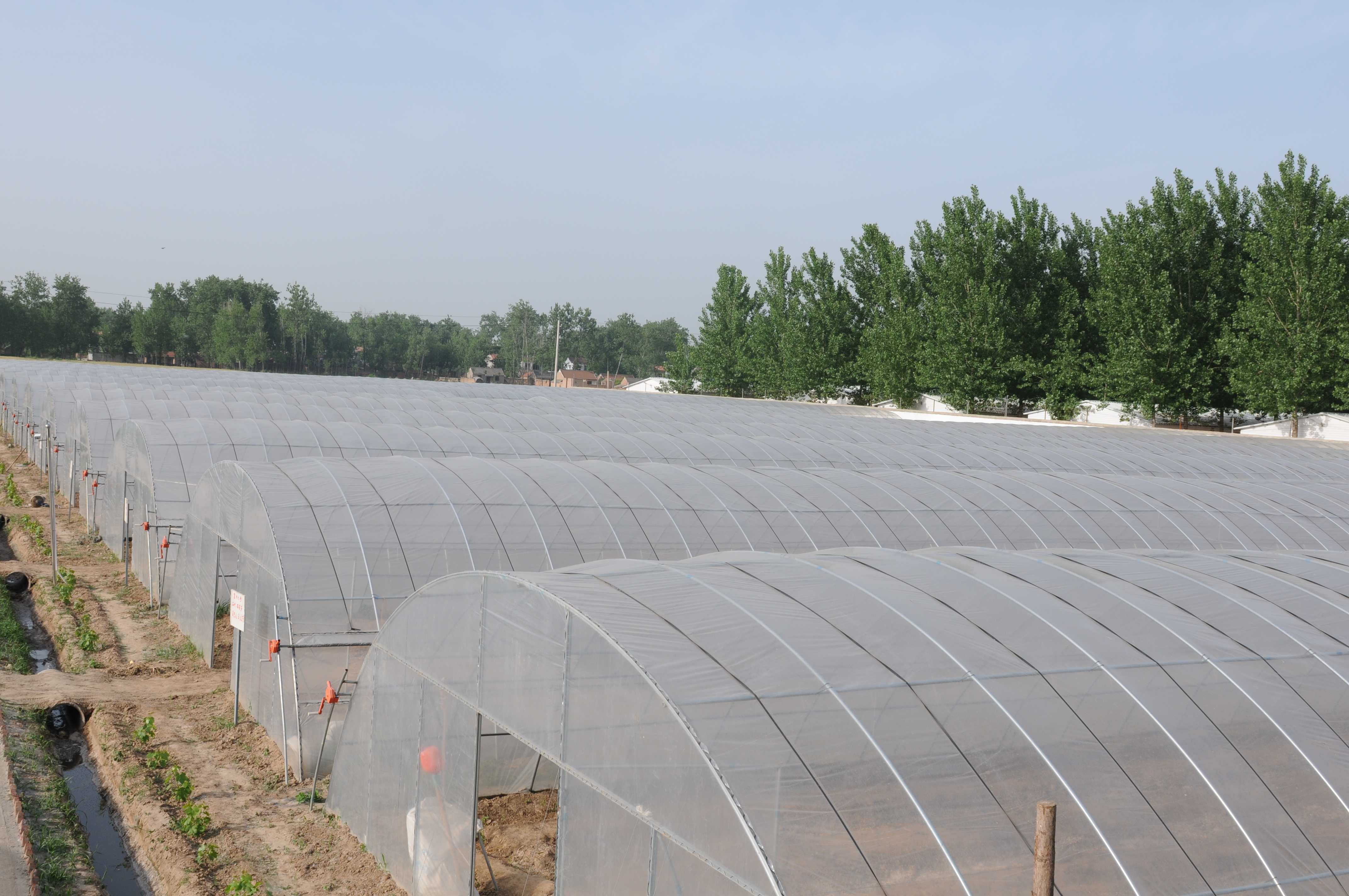 大棚膜到底该如何选择,农膜专家为您解答