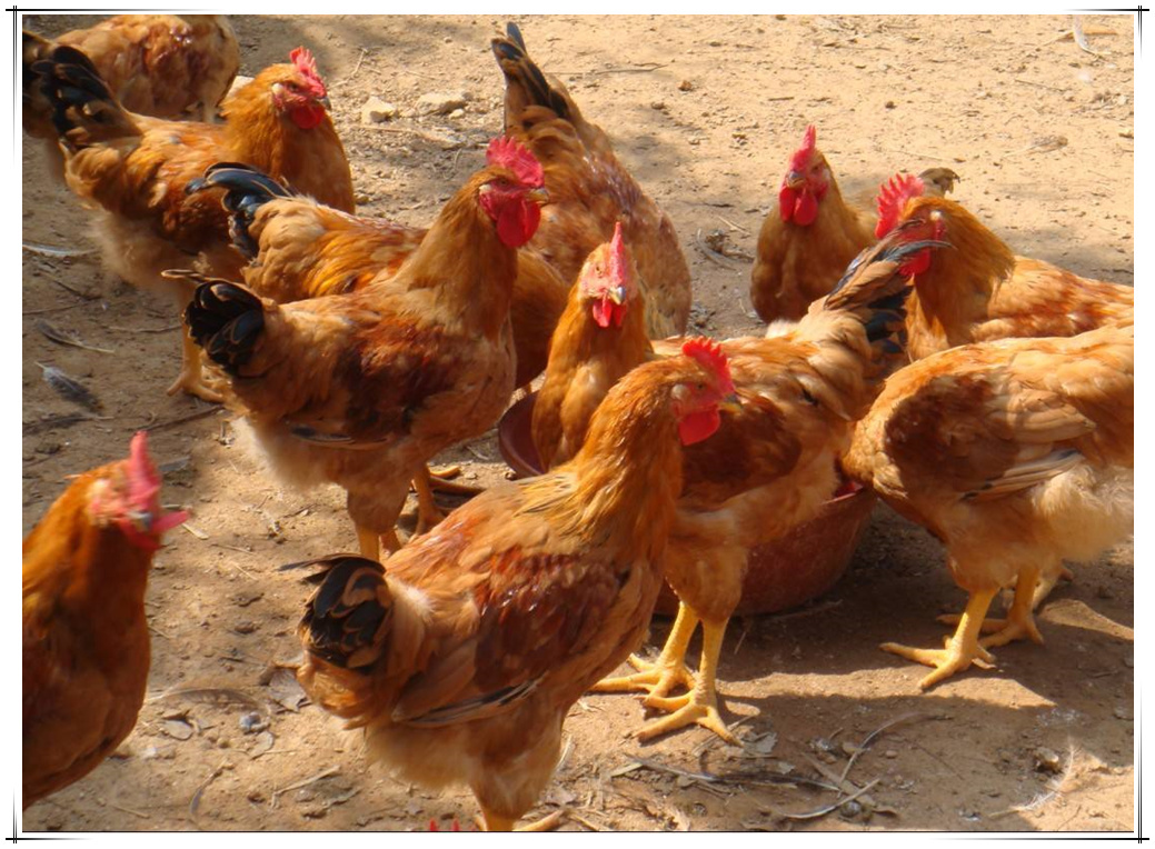 小鸡炖蘑菇是一道比较传统的东北菜,选用东北农家本地溜达鸡其肉质