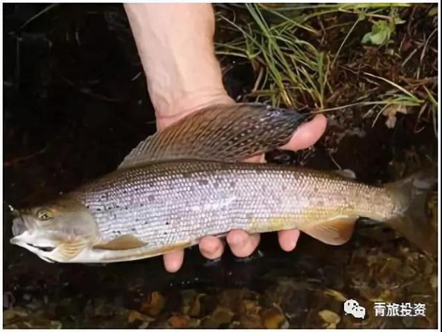 鲳鱼,鲤鱼,鲫鱼,花鲢鱼,白鲢鱼,新疆裸重唇鱼赤鲈,五道黑,东方欧鳊