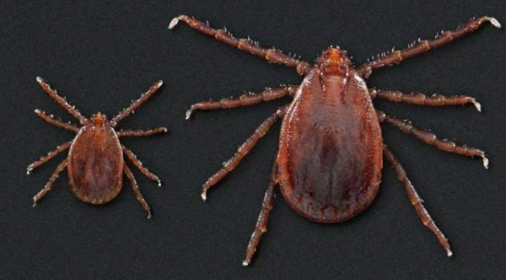 致命蜱虫,人被叮咬后出现的神经疼痛和大脑发炎__凤凰网