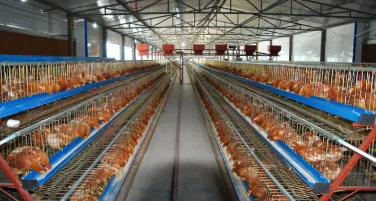 养鸡场中霉菌毒素的危害和预防措施