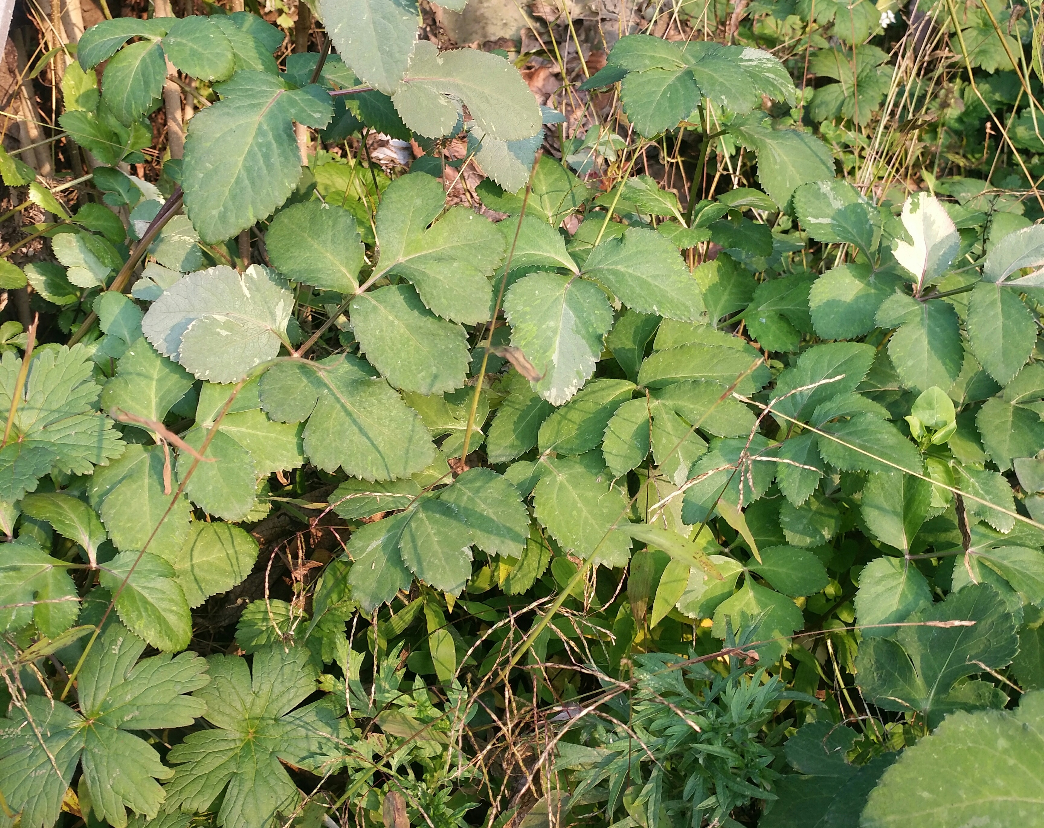 农村野生植物紫花前胡,观赏价值不高,但药用价值很大