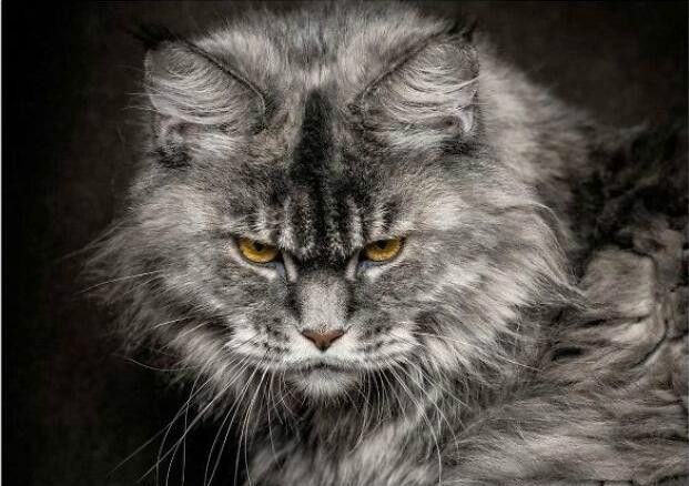 民间传说的猫鬼神,究竟邪门在哪里?