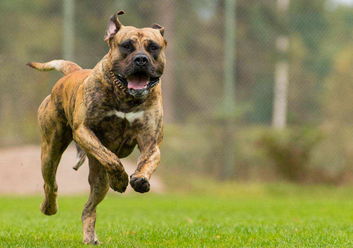 又见恶犬伤人事件,小动物真的都是隐藏的危险吗?