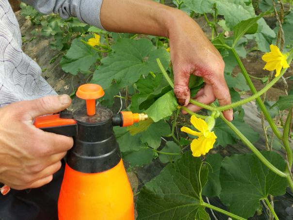人工喷洒激素的哈密瓜种子是空的,而蜜蜂授粉的哈密瓜种子是饱满的.