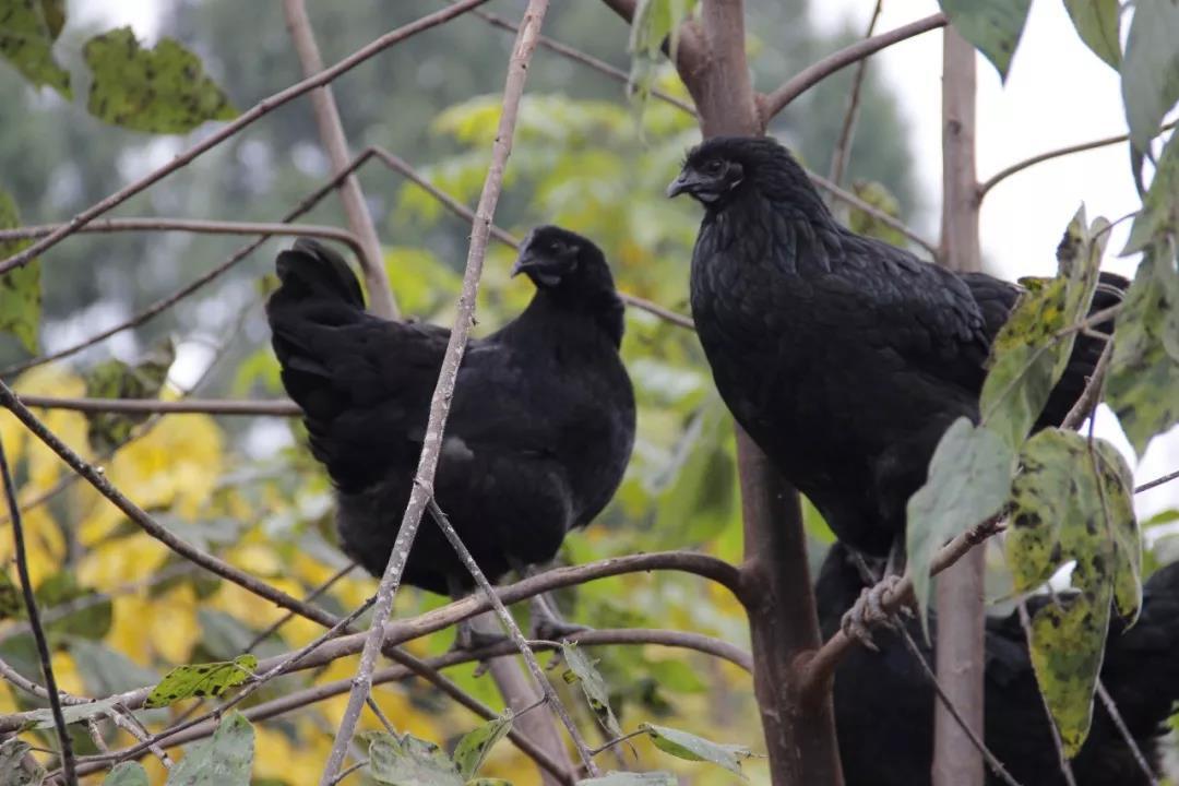小黑哥与旧院黑鸡的那些事儿