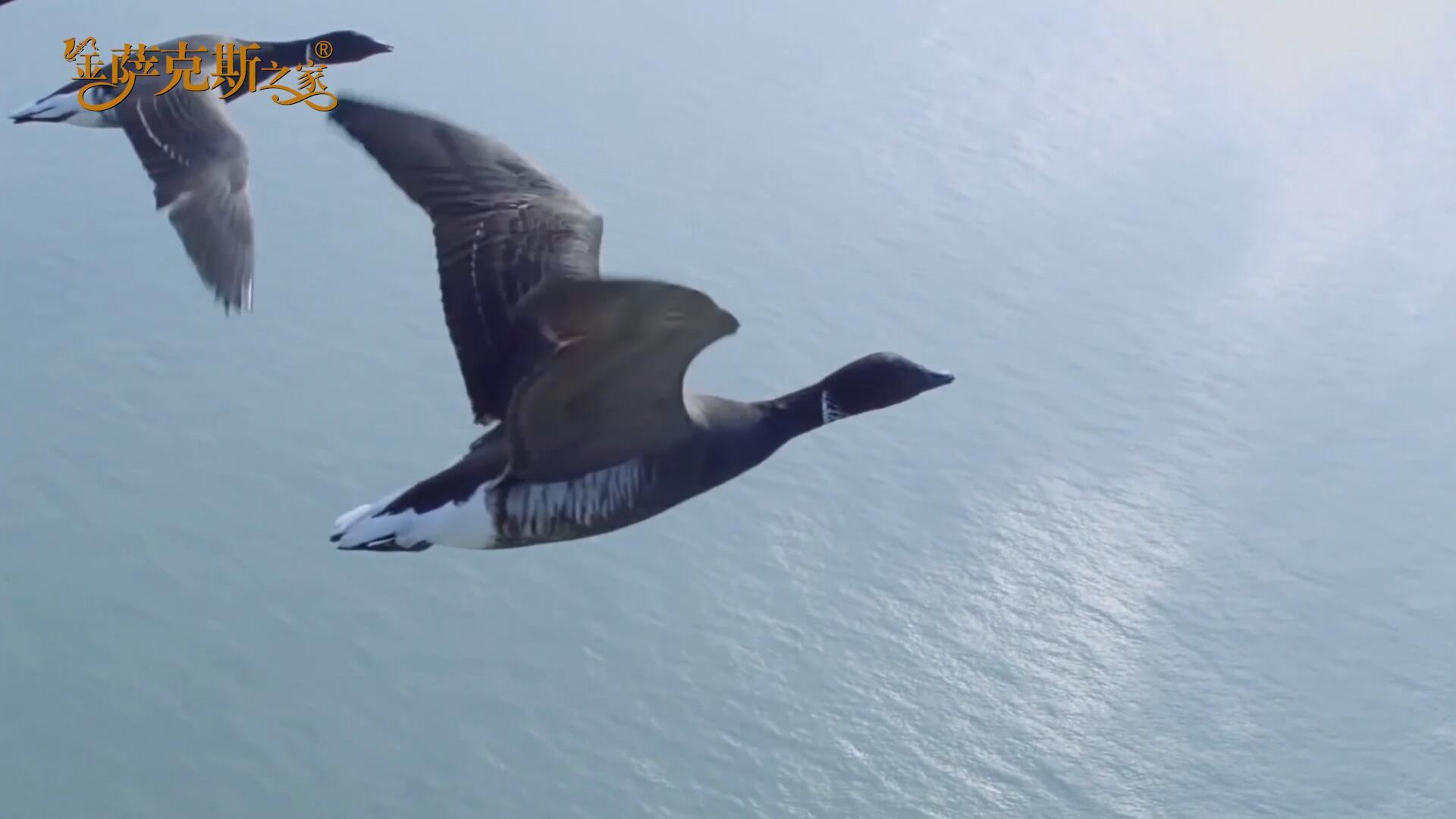 影视经典《雁南飞》萨克斯旋律深情动人 细腻委婉__凤凰网