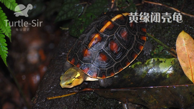 黄缘闭壳龟黄缘龟家庭庭院饲养环境布置教学视频龟谷鳖老