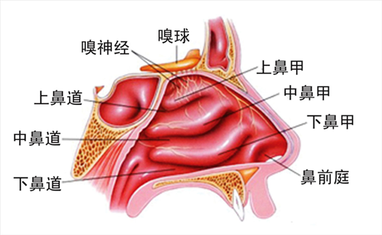 鼻甲在鼻子什么位置图片