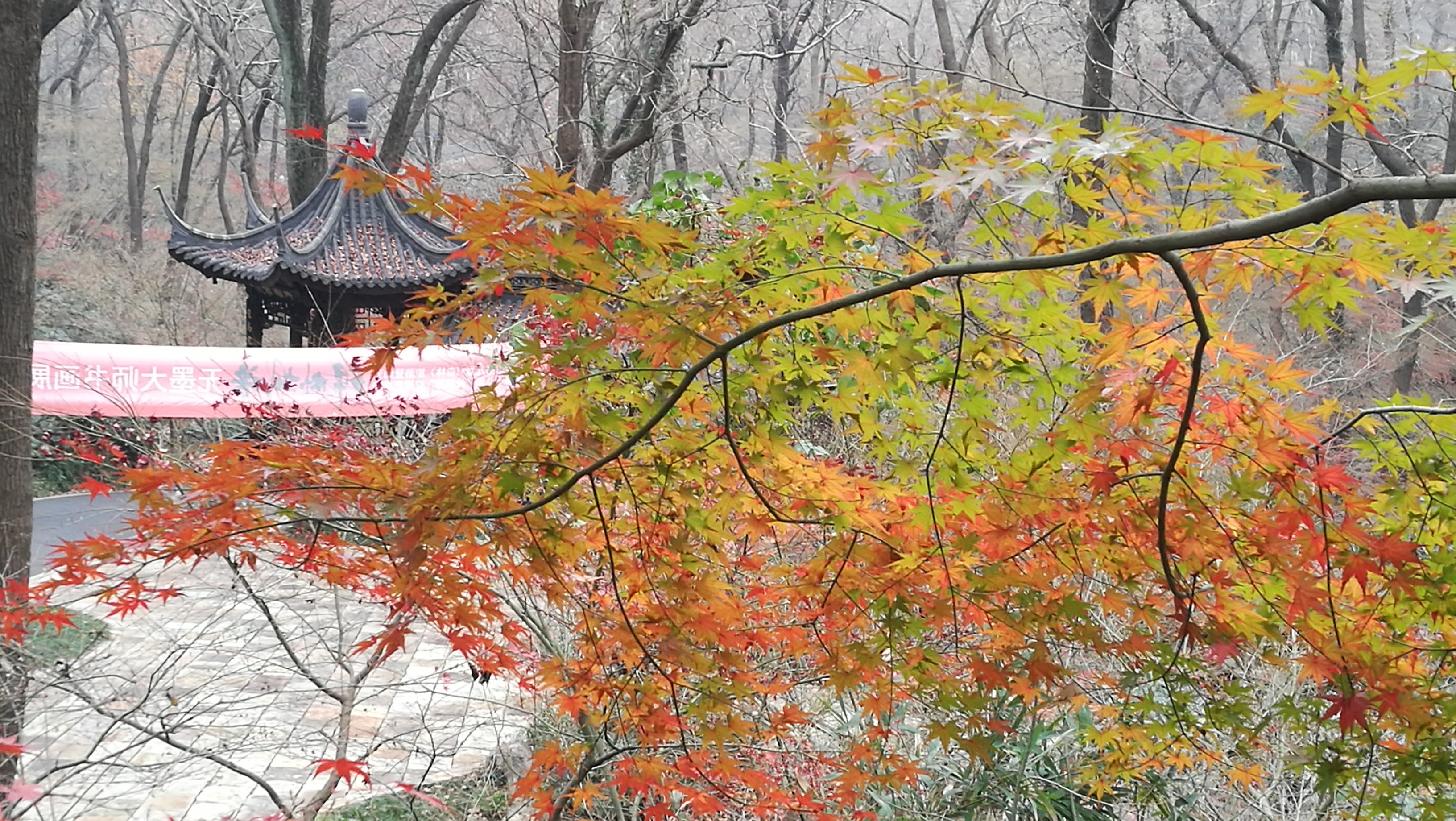 栖霞山红枫节图片