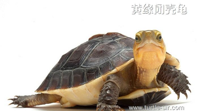 黄缘闭壳龟吃番茄小口小口吃网友说你快上去帮忙龟谷鳖老