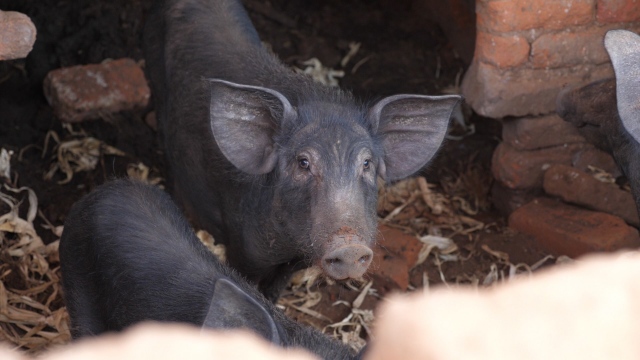 看看这非洲农村的黑猪真俊一定很香