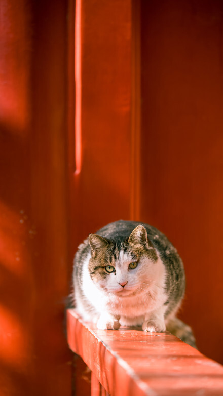 故宫御猫——小崽儿走了, 据说是资历最老的一只