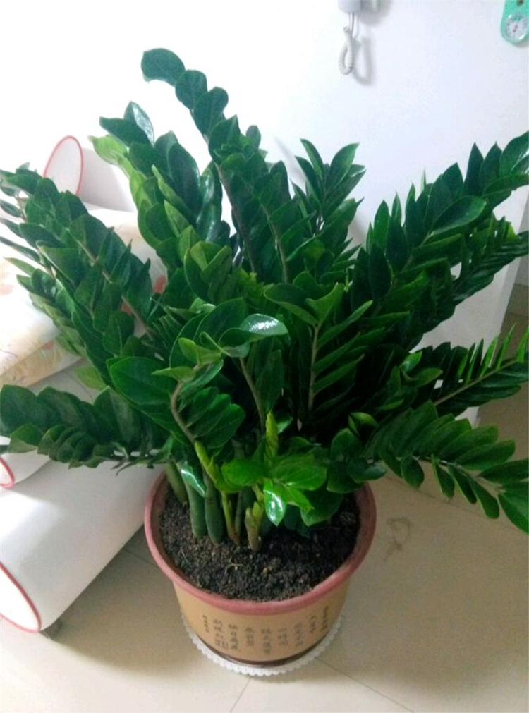 养金钱树,养护牢记4诀窍,金钱树猛长不停,油绿发亮,财运旺!