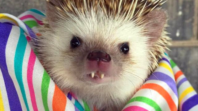 "吸血鬼"刺猬有一口奇特的门牙,成网红粉丝上千万