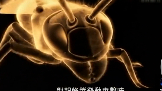 动物异世界之昆虫生死斗第1集