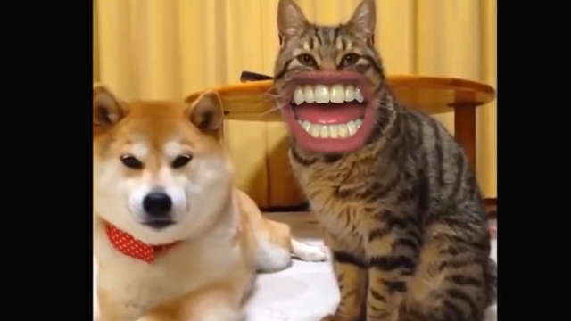 搞笑的猫猫狗狗各个不同品种的狗狗猫咪张着幽默滑稽的嘴巴