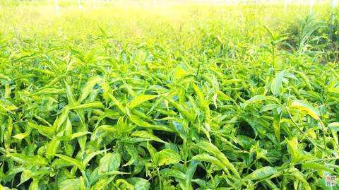 古代进贡黎王的野草,是五指山之宝,现代三高克星