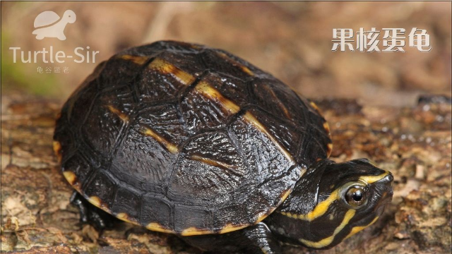 果核蛋龜吃東西,萌萌噠看得心都化了「龜谷鱉老」_鳳凰網視頻_鳳凰網