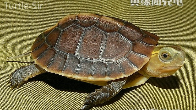 黃緣閉殼龜苗子水養注意事項,水深溫度控制「龜谷鱉老」_鳳凰網視頻