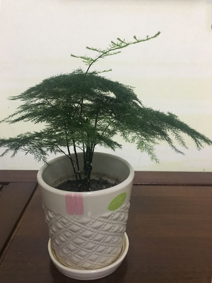 文竹修剪,牢记4个要领,文竹蹭蹭长不停,郁郁葱葱,绿油油!