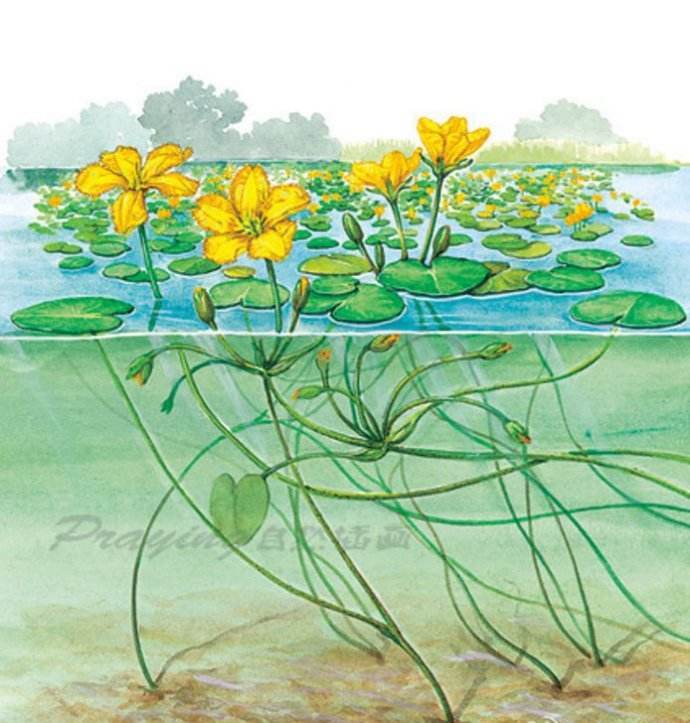 《荇菜有根,浮萍无根》__凤凰网