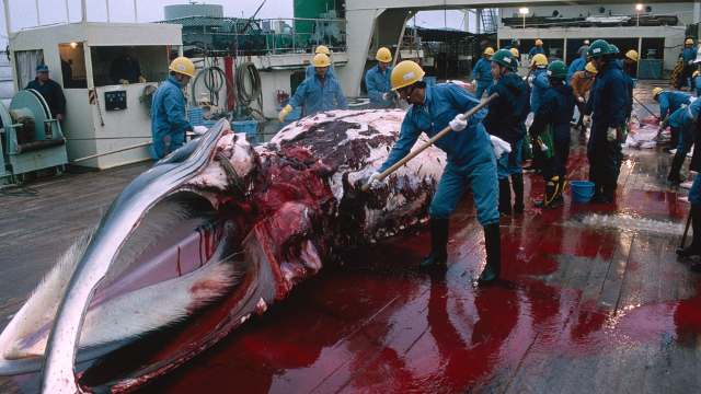 日本退群重启商业捕鲸又要大开杀戒