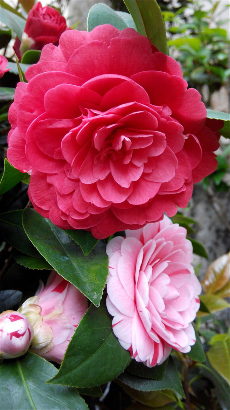 养茶花,养护4环相扣,各环节不出错,茶花开花又大又艳!