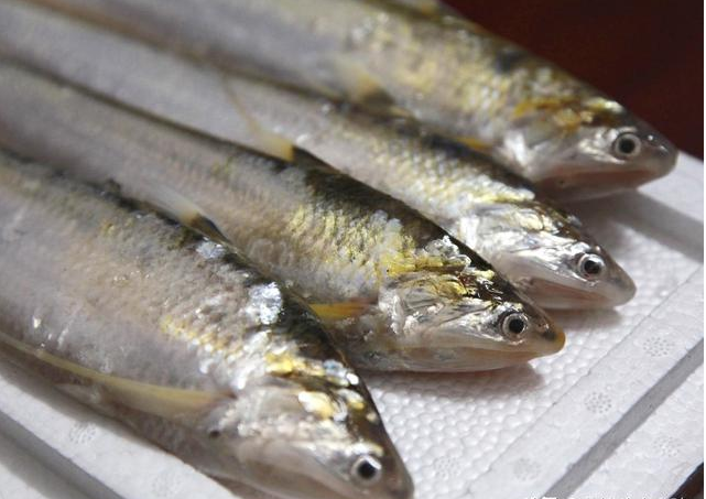 再見,野生長江刀魚,鳳尾魚和長江蟹