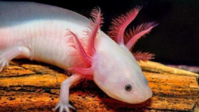 全球这种鱼仅剩38条6万多年比大熊猫还珍贵如今面临灭亡