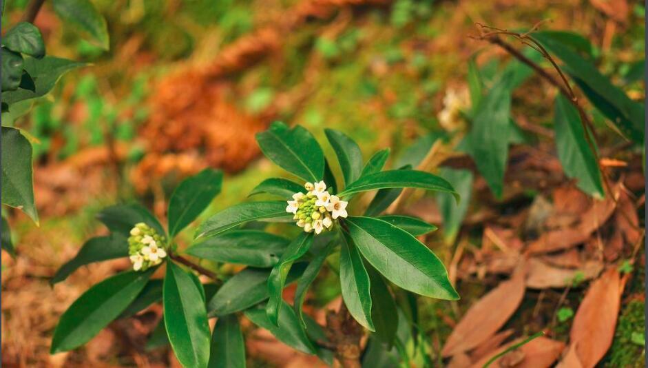 瑞香花有哪些品種,有幾種你認識