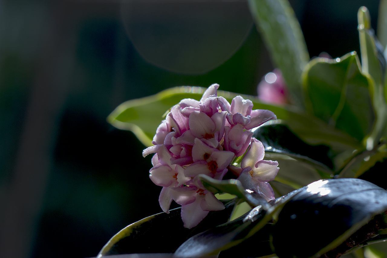 瑞香花有哪些品种,有几种你认识__凤凰网