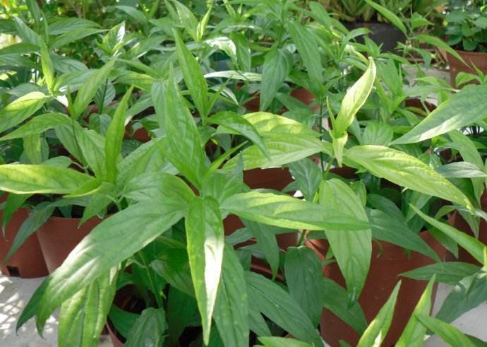 古代进贡黎王的野草五指山之宝