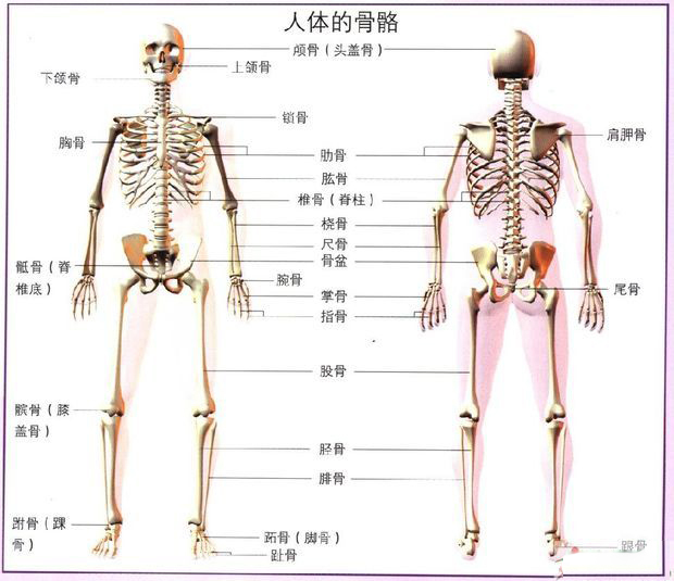 右骼部图片