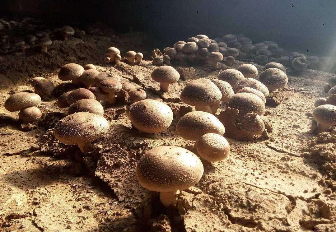 食物档案——菌藻类食物的功效及不宜人群,记得收藏