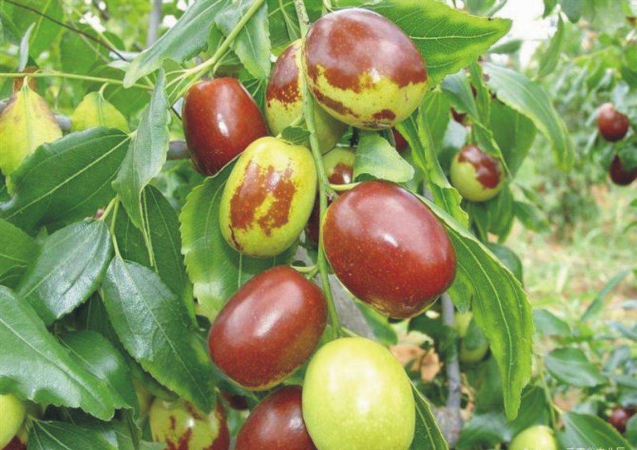 现就在赞皇大枣第一村——大河道村还生长着一株明万历年间的古枣树