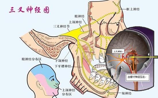 眼部三叉神经分布图图片