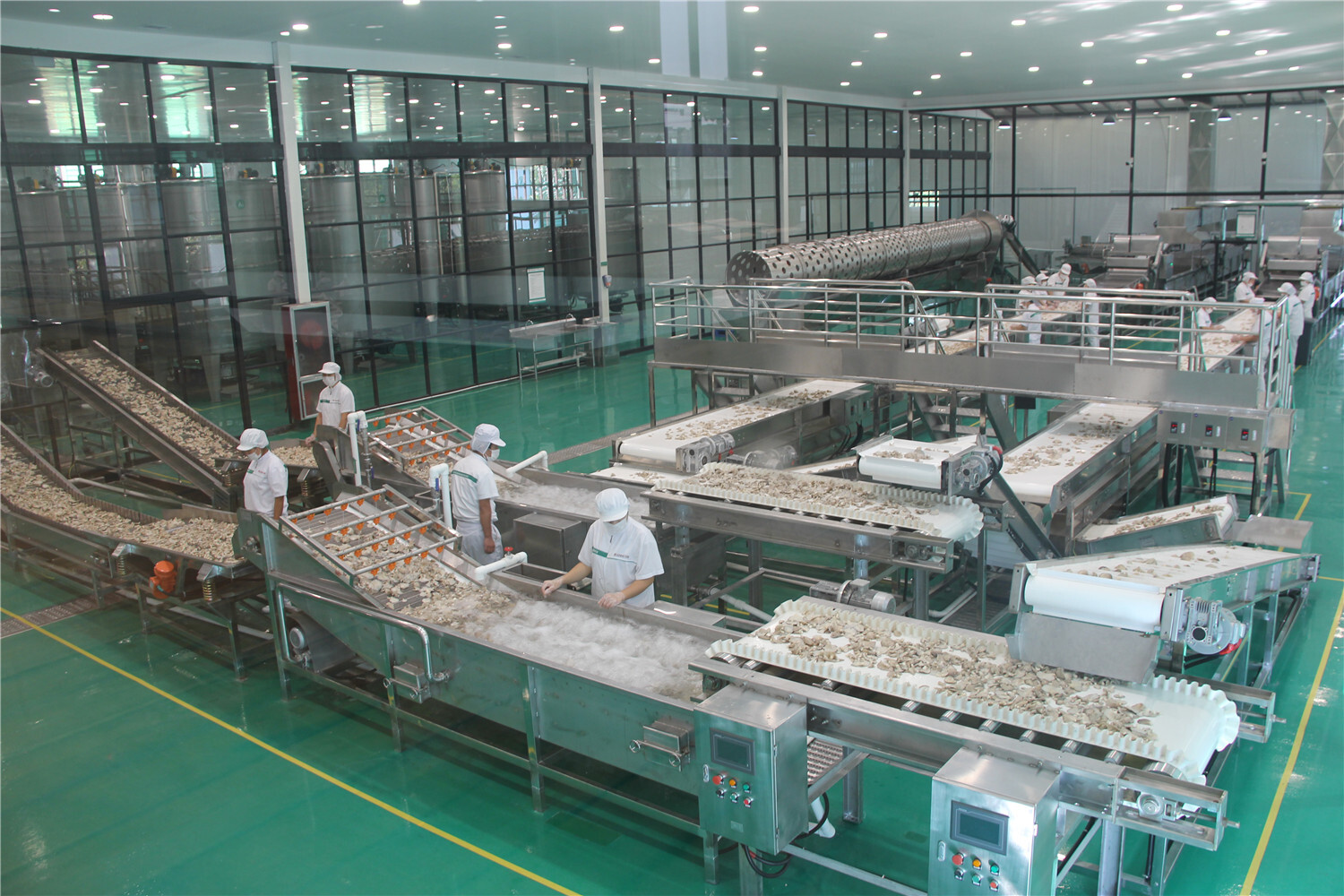 走进食用菌加工厂,揭秘顿丘村菇的生产全过程!