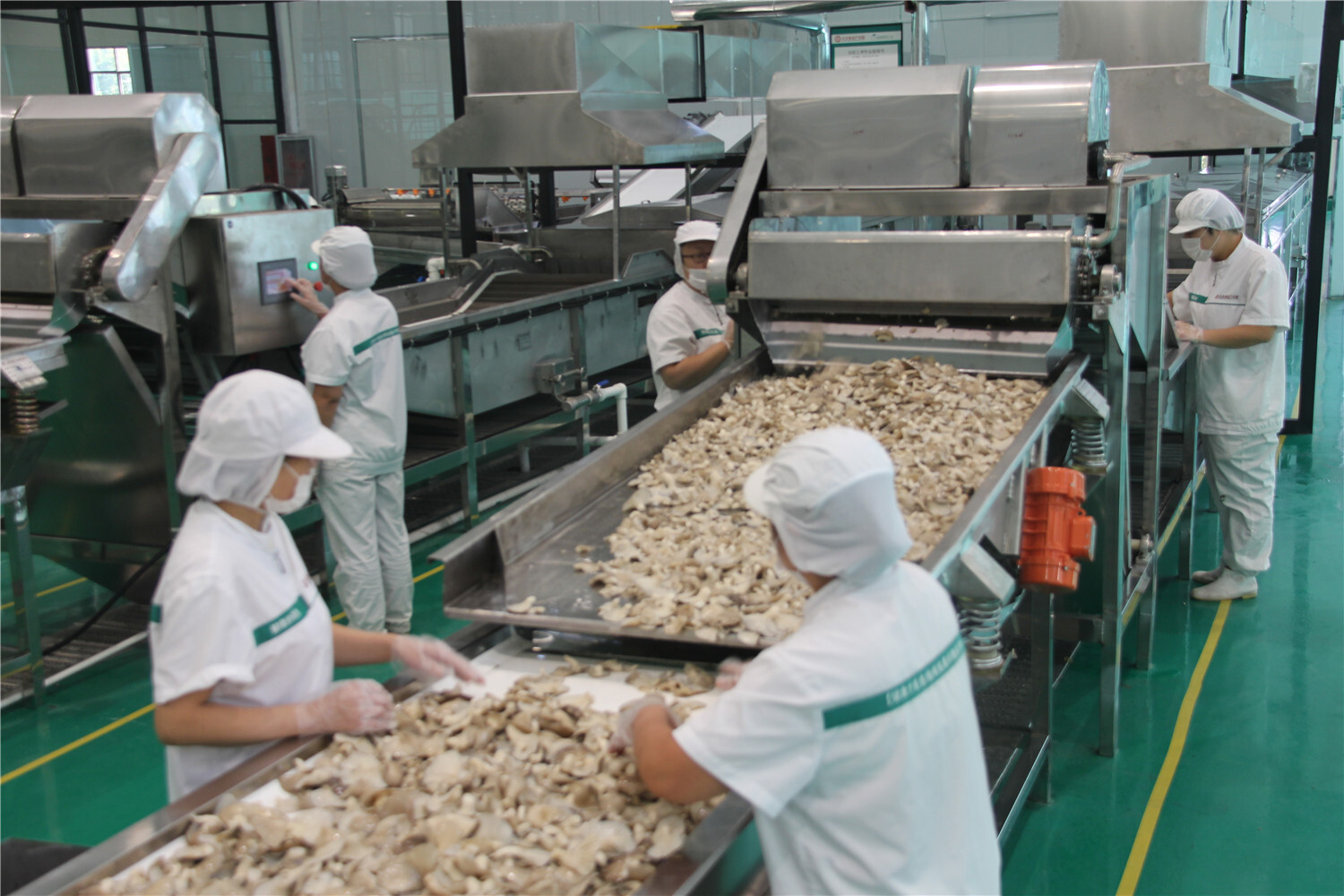 走进食用菌加工厂,揭秘顿丘村菇的生产全过程!