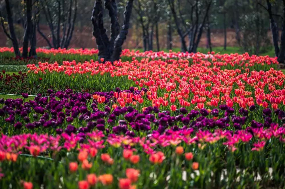 房间外还有视野开阔的景观平台,洗漱完后,沏一壶茶,听听琴,坐看云卷云