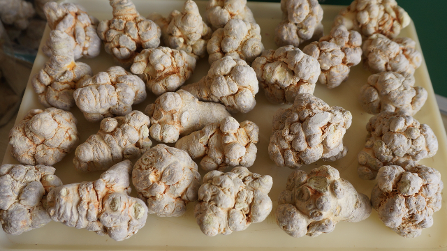 云南文山满泽冻干三七大个头