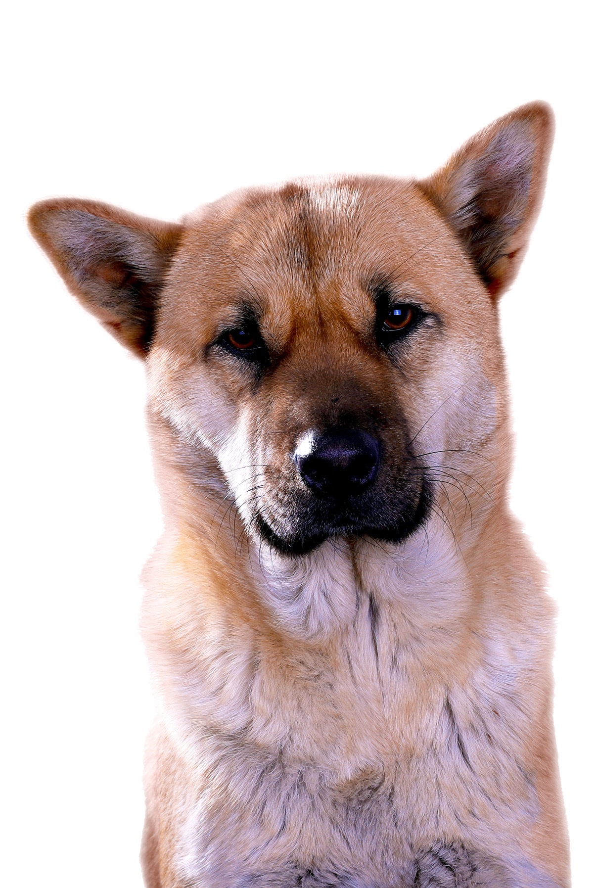 别国土狗成名贵犬中华田园犬却要被禁养该怎么办