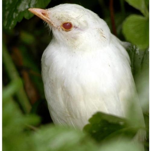 羚,白鹳,白皮鹭,白冠长尾雉……当地百姓还曾目睹过白"野人",白蟾蜍等