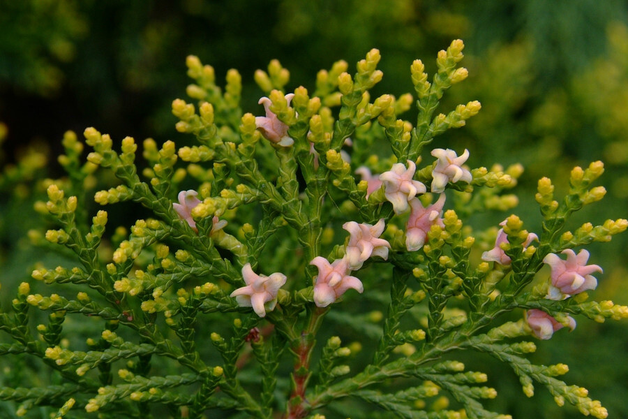 雨后柏树会"开花",什么情况?原来是锈病在作怪!__凤凰网
