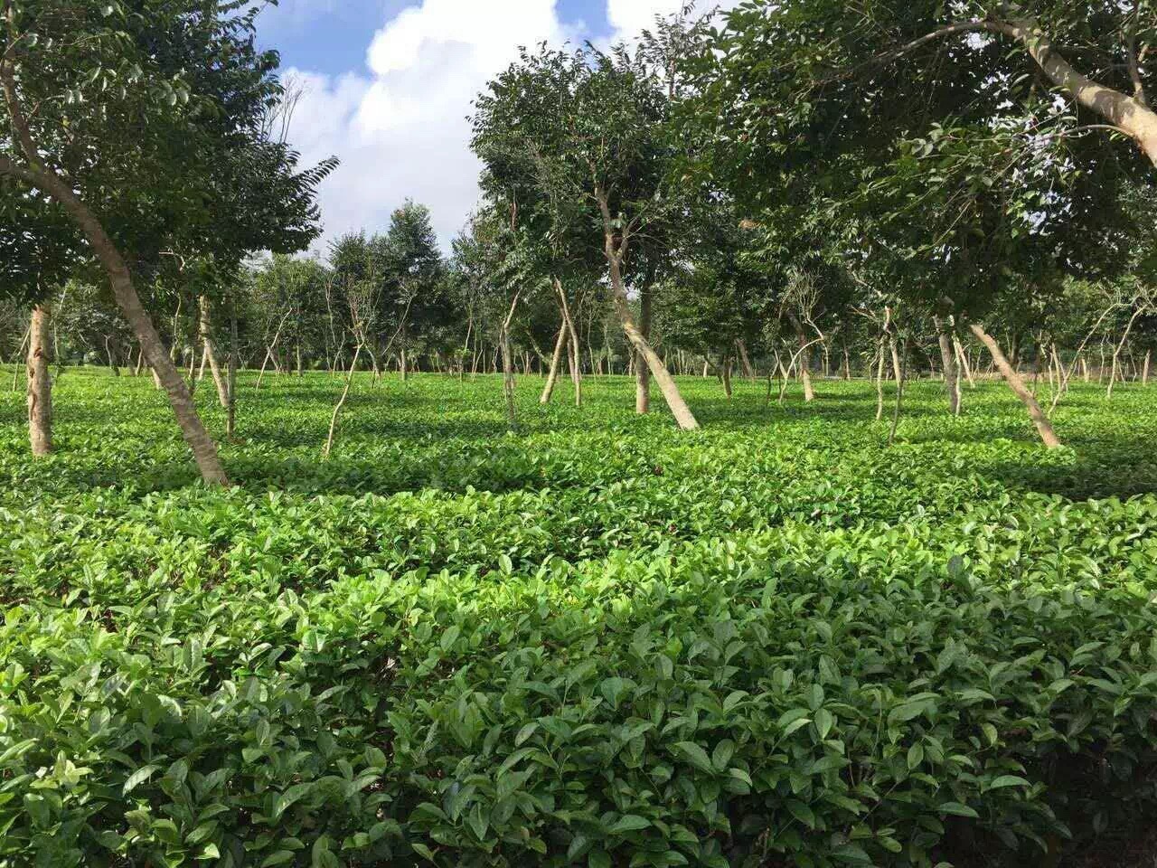 汀澜旅行丨海口周边游:茶文化体验趣味一日游,早春茶采摘!