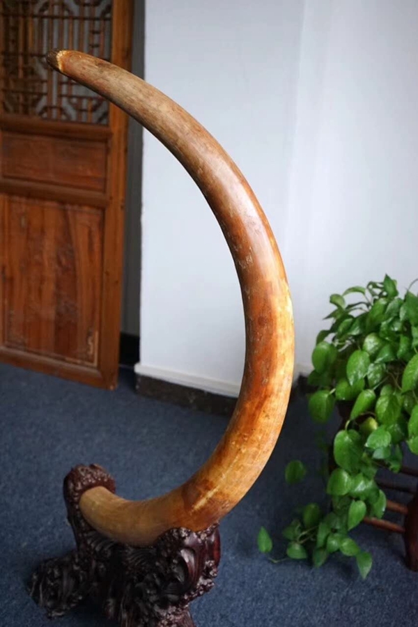 带你认识猛犸象牙的收藏价值和真正的功效