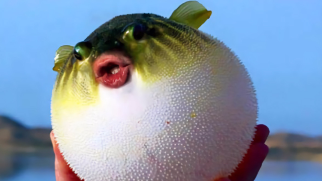 河豚胀气时 拿针戳它会发生什么?