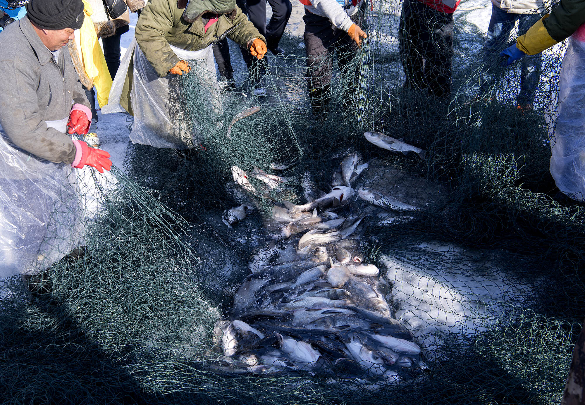 新疆福海县:冬捕节一条18.8公斤的头鱼拍出天价39.9999万元