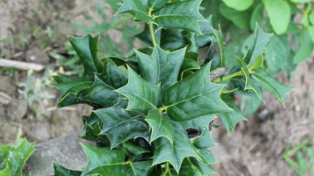 农村有种扎人的野草,大家见了都绕道走,却还隐藏了3大功效