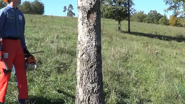 國外版的光頭強如何利用油鋸砍樹的